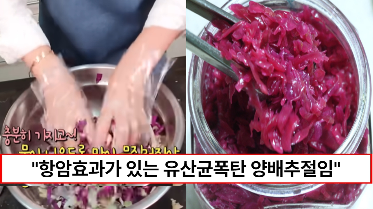 "양배추가 유산균폭탄이 됩니다" 한국식으로 발효시켜 장건강에 도움을 주고 항암효과까지 있는 양배추절임