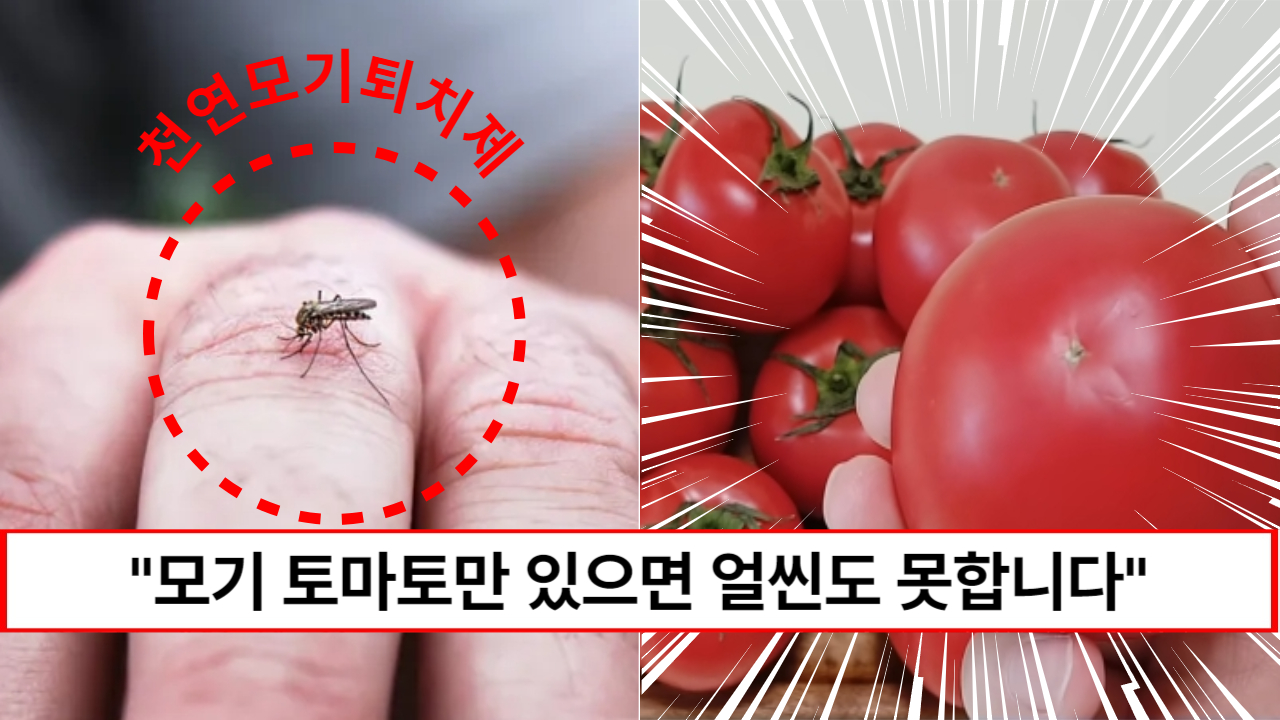 "토마토 하나면 모기가 얼씬도 못합니다" 집에서 모기를 안전하게 쫓을 수 있는 천연모기퇴치방법 5가지